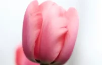 صورة مقال كلام غزل عن الورد
